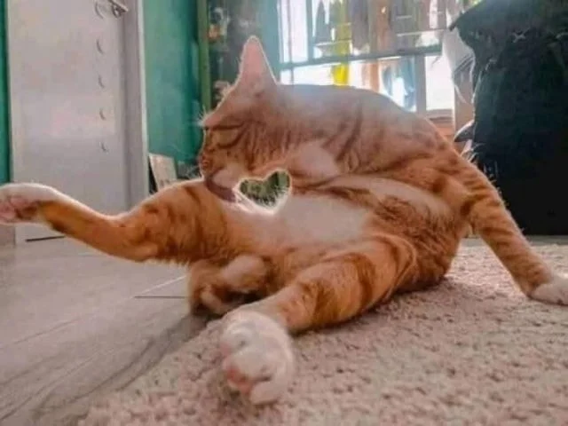 Летний отдых по-котячьи: 20 идей, навеянных пушистыми лентяями