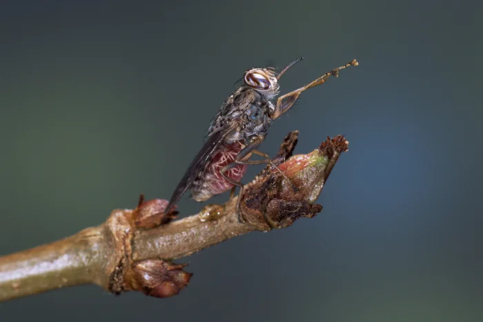 Муха цеце — тихий кошмар Африки: как её пытались победить с помощью радиации