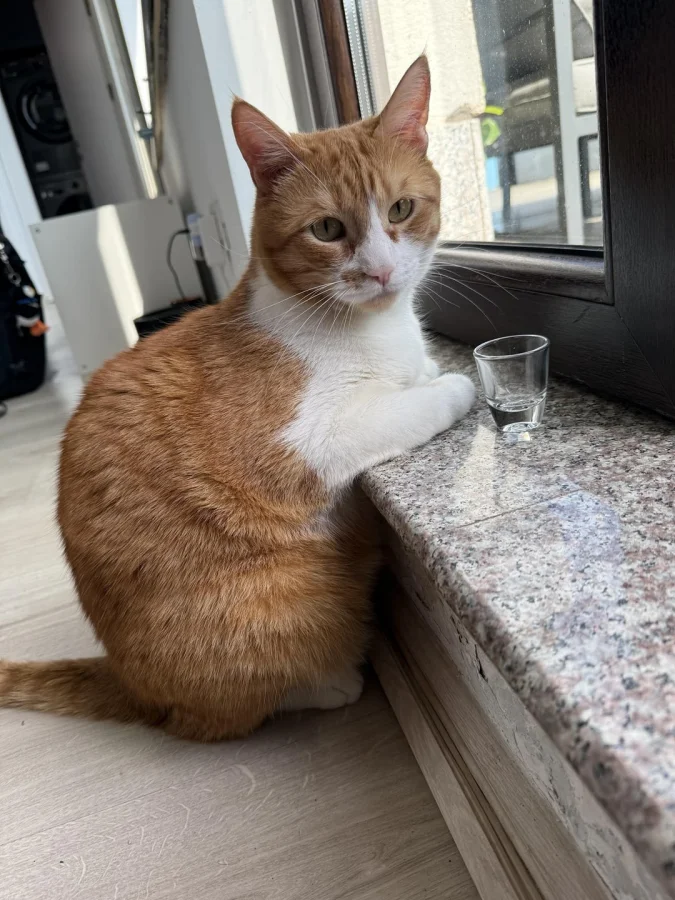 Лето в лапах: 20 котиков, наслаждающихся жаркими деньками