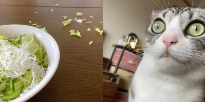 Дерзость в кадре: 17 животных, показывающих, кто главный