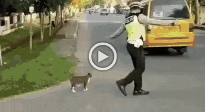 Разнообразные ГИФки #163