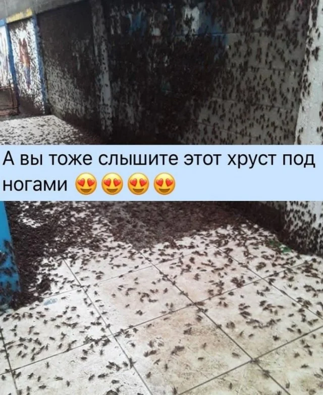 Свежо и смешно