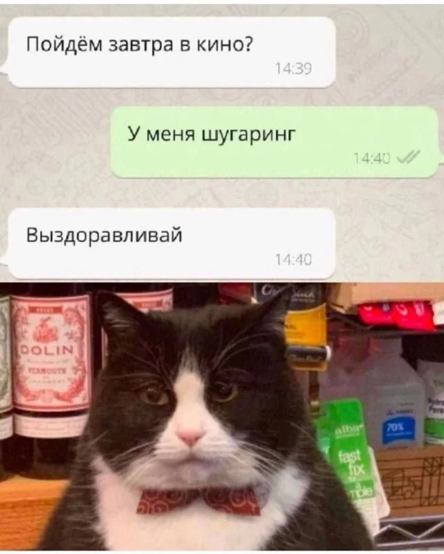 Баяны про котов