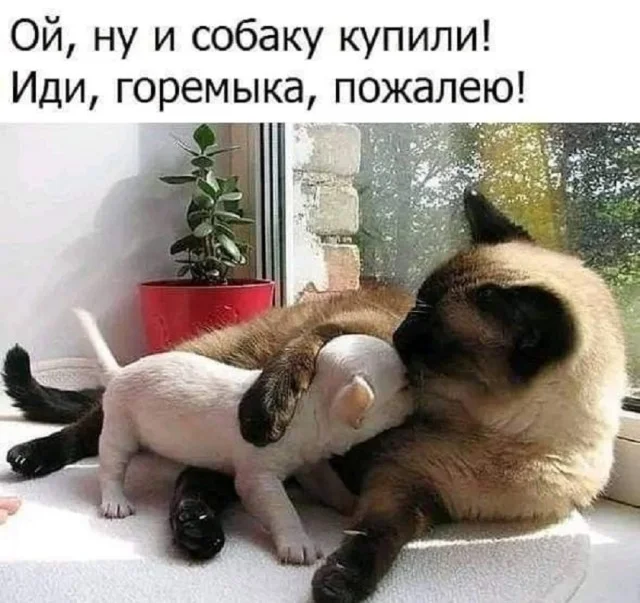 Актуалочка: Прикольные картинки