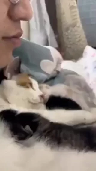 Высшая степень кошачьего доверия