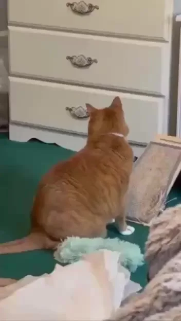 Кот и его необычная реакция на человеческое чихание