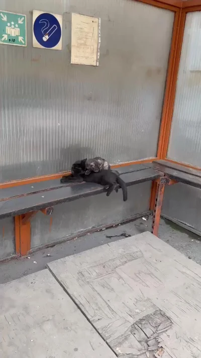 Заводские котята