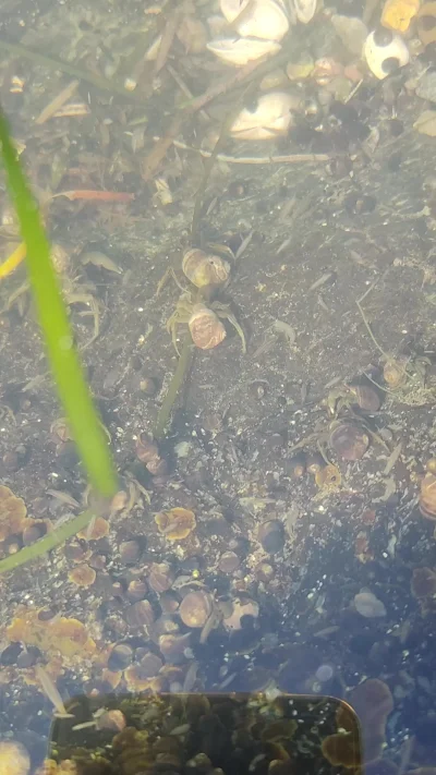 Остров Сахалин. Жизнь кипит в море