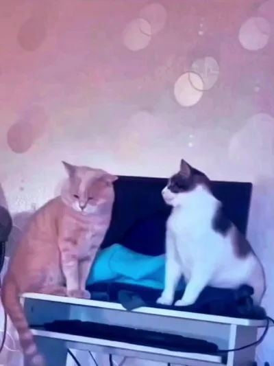 Просто лапка случайно дёрнулась