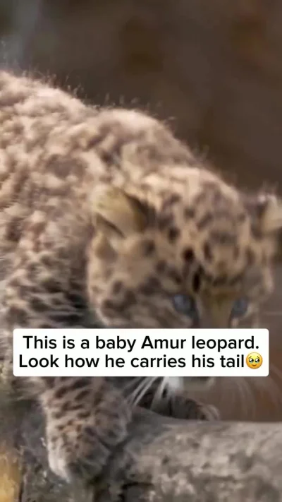 Первая добыча