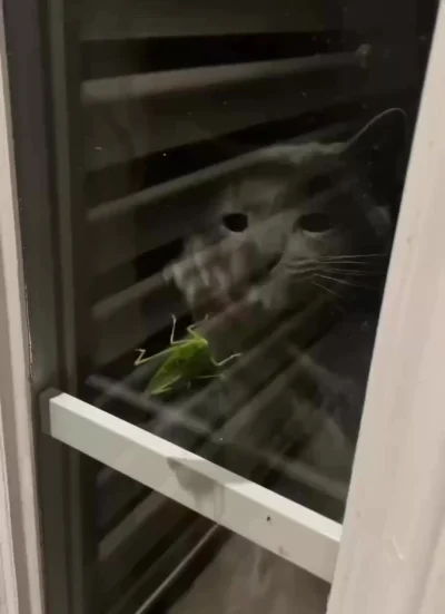 Глупенький кузнечик, я до тебя доберусь!