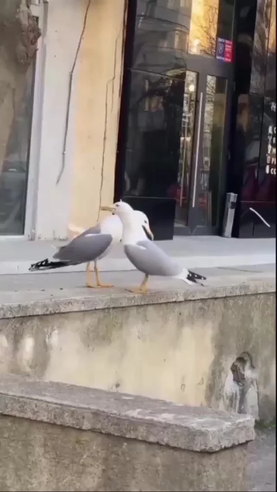 Лучший друг
