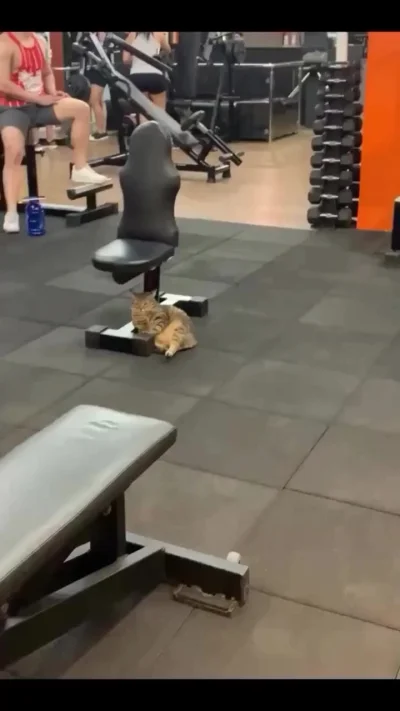 Ходил я в этот ваш спортзал, но что-то не похудел