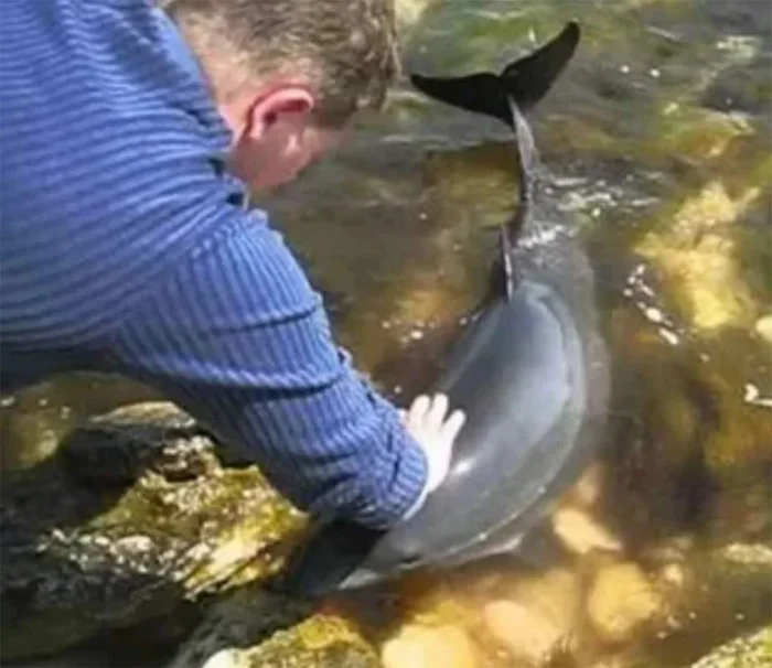 «Мини-киты» в Дону: что за существа пугают ростовчан