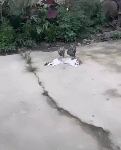 Учёные разработали новый препарат от блох