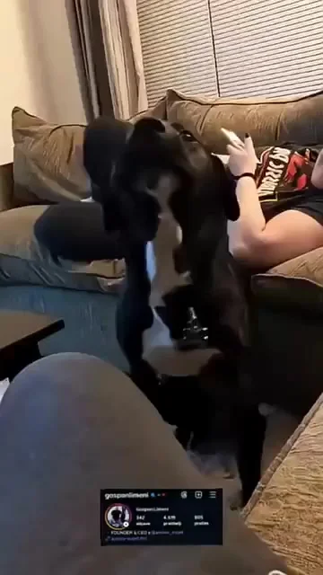 Собачьи танцы