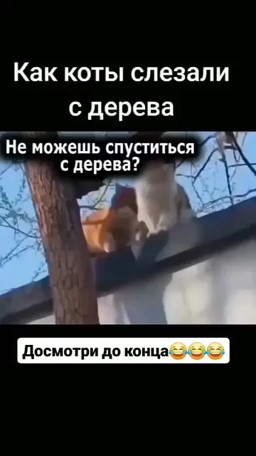 Как коты слезали с дерева :-D