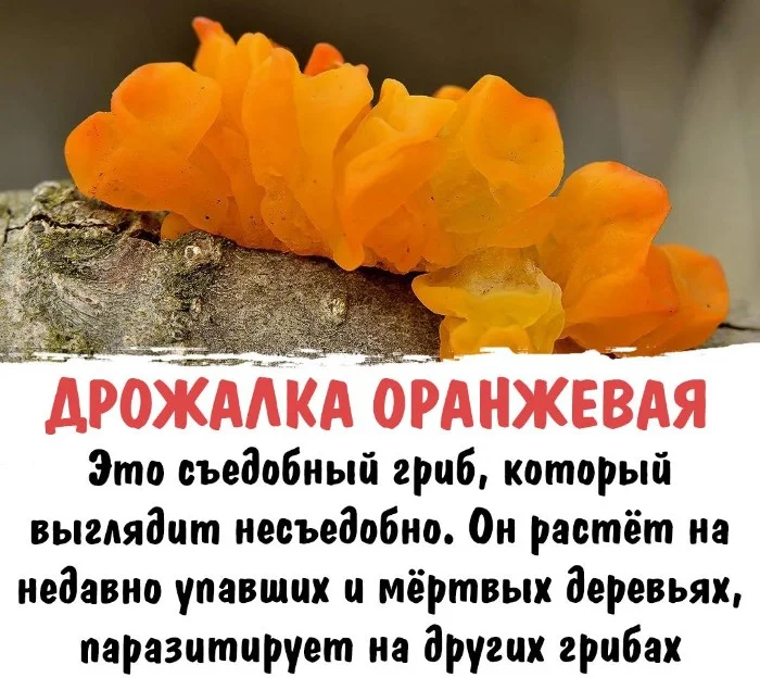 Интересная биология — удивительные факты о животных и растениях #108