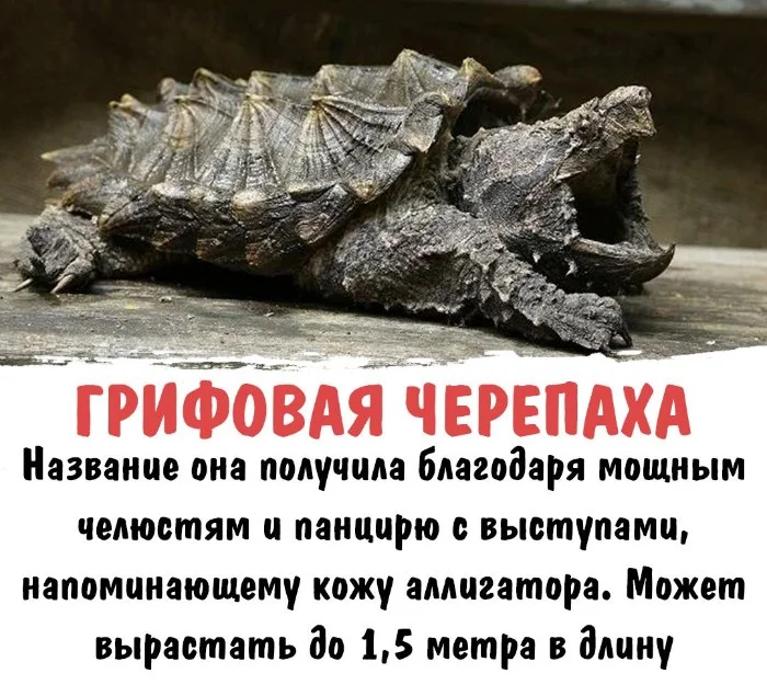 Интересная биология — удивительные факты о животных и растениях #110