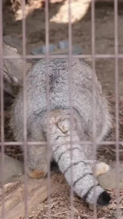 Турецкое рондо )