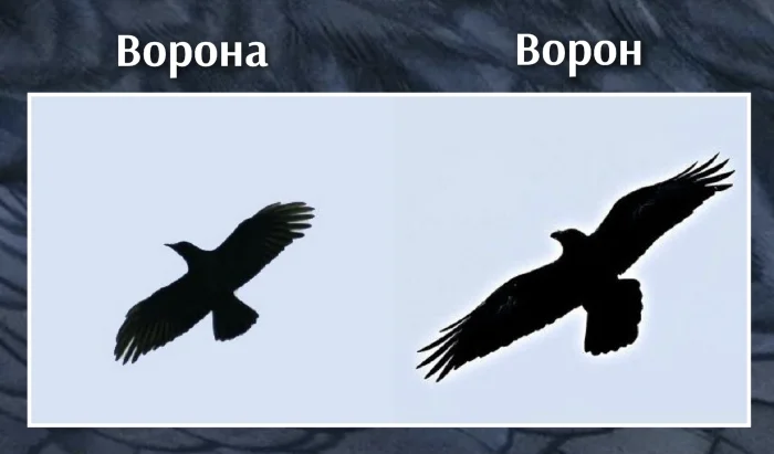 Ворона или ворон: как быстро отличить