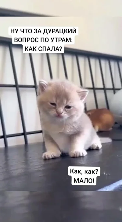Утро доброе