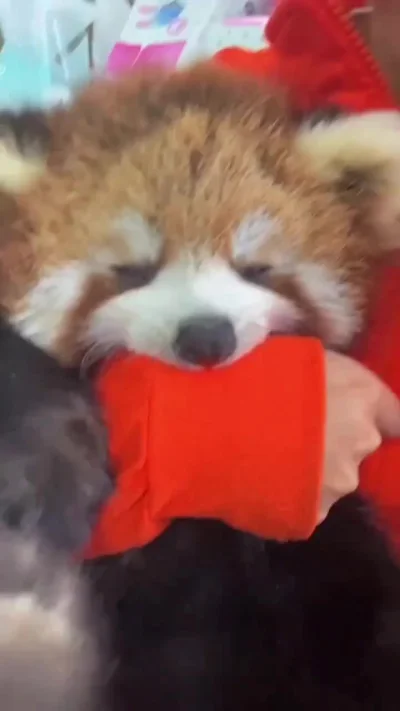 Грозный зверь делает кусь