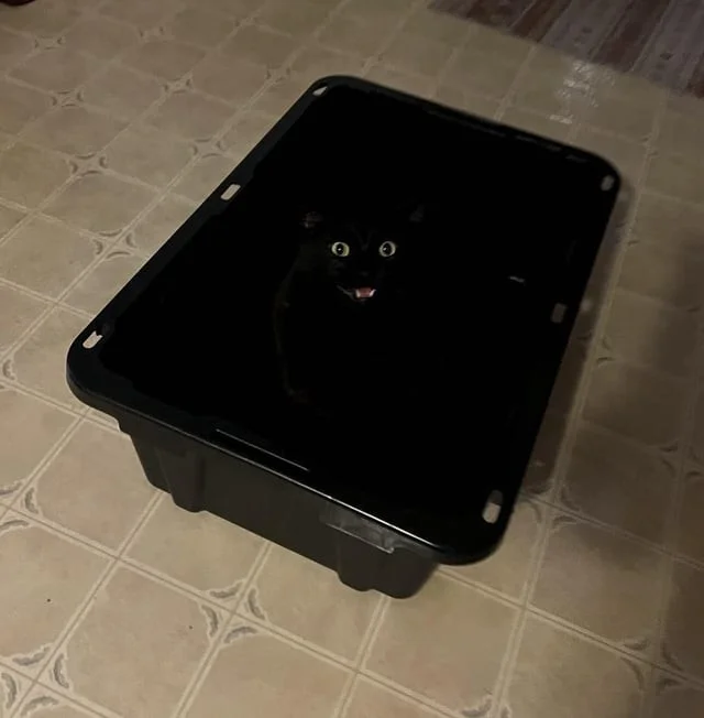 25 забавных фото, доказывающих, что коты живут по своим правилам