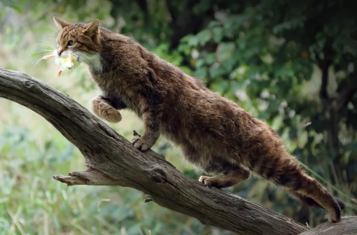 Одним цыпленком больше, одним — меньше. Кто заметит?