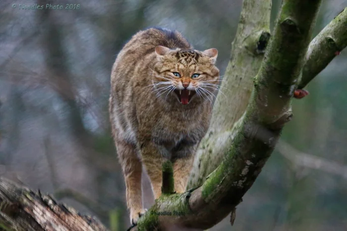 Демоническая сущность, которая живёт в каждом котике, наконец-то вышла наружу!