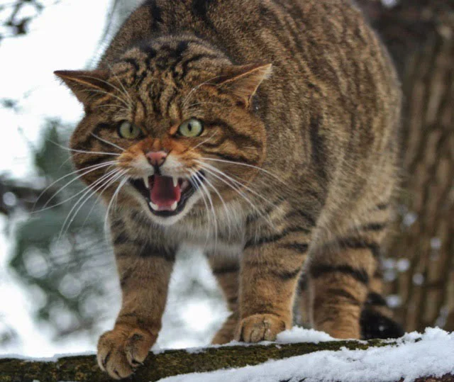 Мне. Нужна. Твоя. Колбаса.