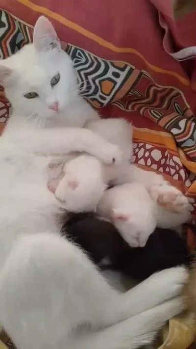 Кошечке было больно, а люди просто её выставили за дверь...