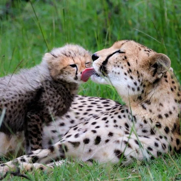 Взбалталось и намешалось