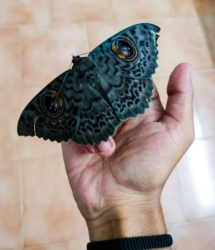 Удивительные, но безобидные насекомые