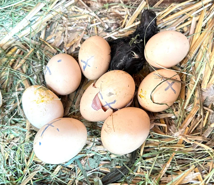 Нереальный цыпленок