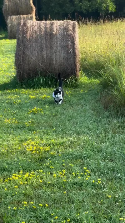 Котбой за охотой