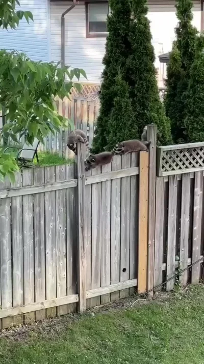 Банда малолеток тренируется перелезать через препятствие