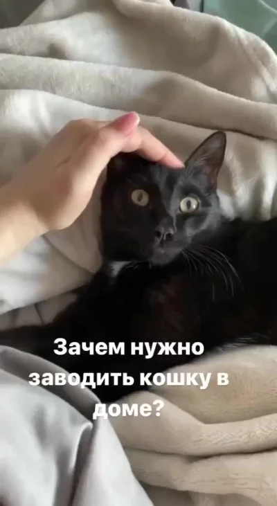 Зачем нужно заводить кошку в доме?