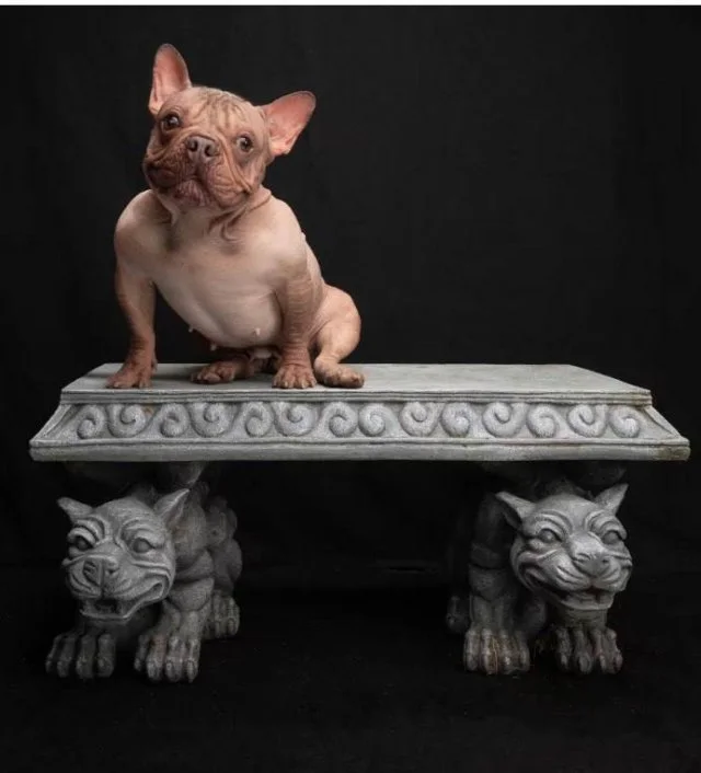 Самая страшненькая собака 2025 года: знакомьтесь, Петуния