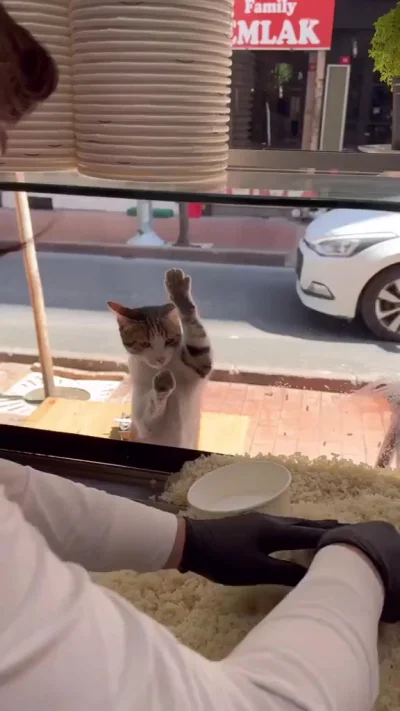 Покорми котейку ))