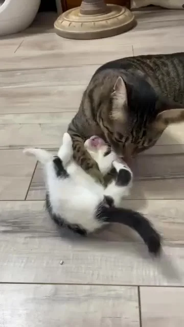 Котовое. Причиняем любовь