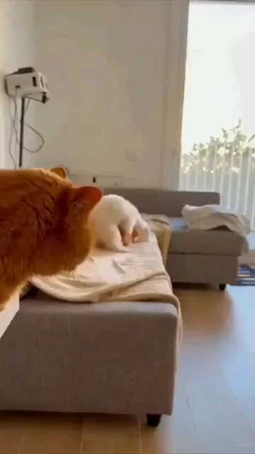 Ты принёс это домой и называешь моим новым другом?