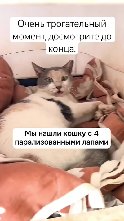 Парализованная кошка