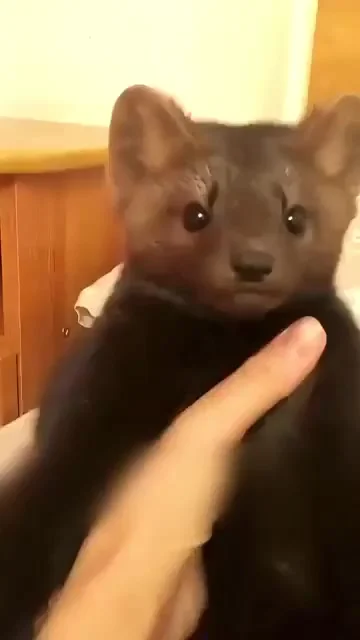Котопес