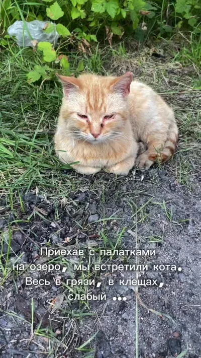 Рыжик