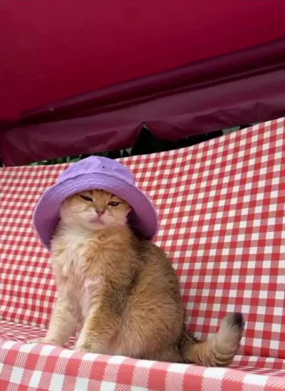 Када мама купила тебе новую панамку и ее надо выгулять