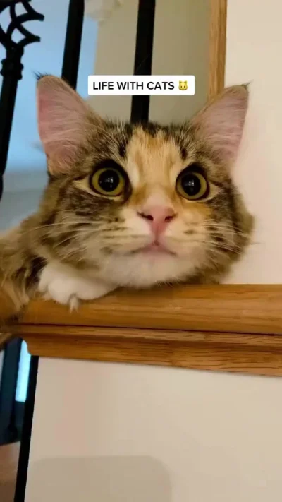 Котовое. Когда дома есть котовое