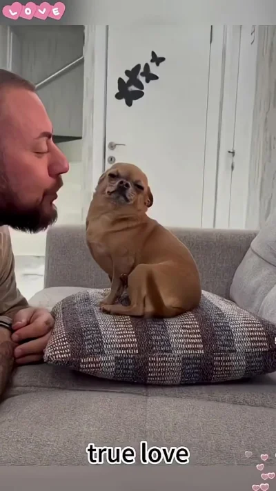 Love dogs