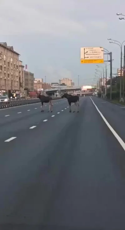 Лоси пытались перейти Шоссе Энтузиастов, но вдруг вспомнили, что не выключили утюг