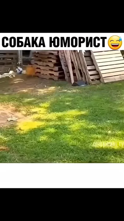 Собака